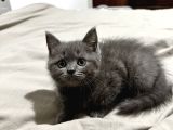 Acil Çok Güzel British Shorthair Kedi