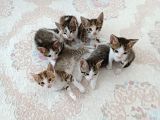 6 adet yav kedim var 3 erkek 3 dişi bir de anneleri sahiplenmek isteyenler ulasa bilir. Alanya ici
