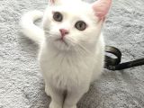 Scottish Straight 4 aylik Beyaz ve Siyah yavru kedi