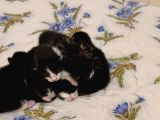 Annesiz kalmış 5 tane yeni doğumuş yavru kedi