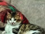 Kedim İran kırması Şin Şila cinsidir