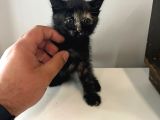 kedi siyah tekir 1 aylık