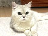 Kırşehir kedi