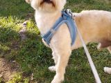 Badem Maltese Terrier 2 Yaşında