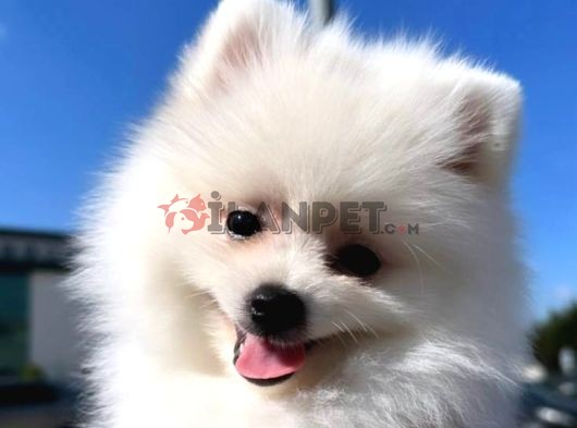 4 aylık pomeranian boo