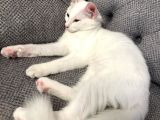 4 aylık sevimli van kedisi