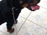 5 Aylık Eğitimli Dişi Alman Rottweiler Pazarlığa Açık