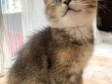 2 aylık brittish short hair kedi