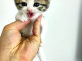 British kedi 1.5 aylık yavru