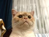 Scottish fold erkek kedi yavrusu