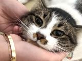 Kısır Erkek Kedi Acil Yuva aranıyor Mama desteği verilir