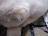 Beyaz 2 yaşında dişi kedi