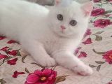 5 aylık Beyaz british kedi
