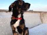 Antalya Ücretsiz Terrier Köpek Sahiplendirme