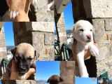 ücretsiz sahiplendirilecek 8 yavru köpek