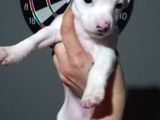 Jack Russell terrier yavru 4 aylık dişi