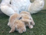 Safkan hollanda lop ve cüce tavşan yavrular