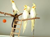 Ele alışık konuşmaya hazır sultan papağanları