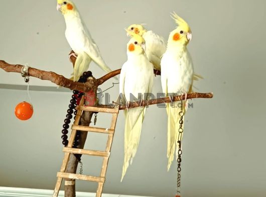 Ele alışık konuşmaya hazır sultan papağanları