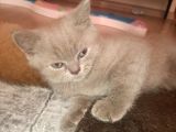 British Shorthair Yavrularımız