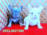 LİLAC AND TAN PLATİNUM FRENCH BULLDOG YAVRULAR