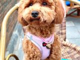 10 aylık dişi toy poodle