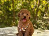 Kahverengi Toy Poodle Erkek Veya Dişi Mevcuttur