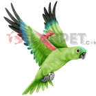 <b>Turuncu Kanatlı Amazon Papağanı</b>