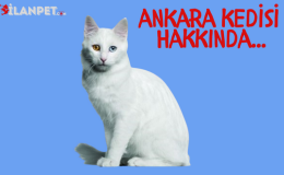 Ankara Kedisi Özellikleri