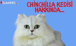 Chinchilla Kedi Özellikleri