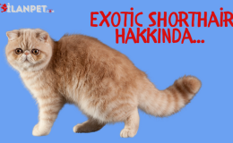 Exotic Shorthair Kedi Özellikleri