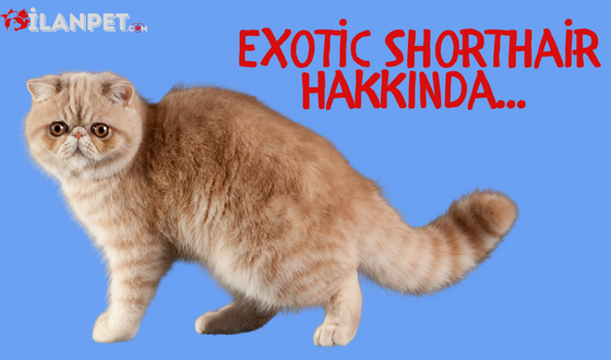 Exotic Shorthair Kedi Özellikleri