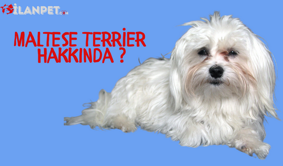 Maltese Terrier Özellikleri