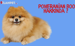 Pomeranian Boo Özellikleri