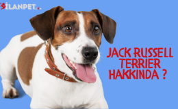Jack Russell Terrier Özellikleri