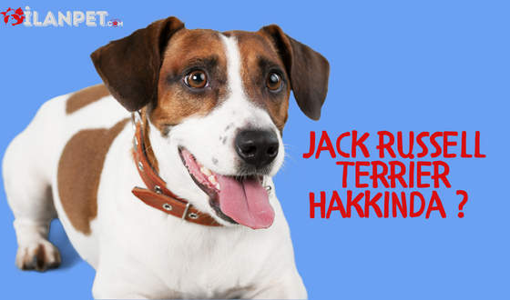 Jack Russell Terrier Özellikleri