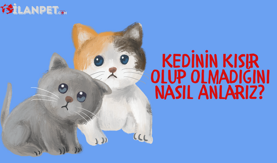 Kedinin Kısır Olup Olmadığını Nasıl Anlarız?