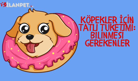 Köpekler İçin Tatlı Tüketimi: Bilinmesi Gerekenler