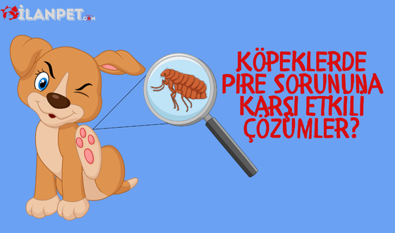 Köpeklerde Pire Sorununa Karşı Etkili Çözümler